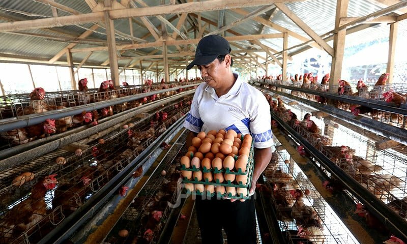 Peternak Merasakan Manfaat Orkestrasi Stabilisasi Pasokan dan Harga Pangan dari NFA