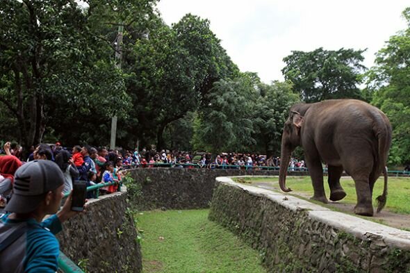 Taman Margasatwa Ragunan Kini Ada Fasilitas Perpustakaan Daring