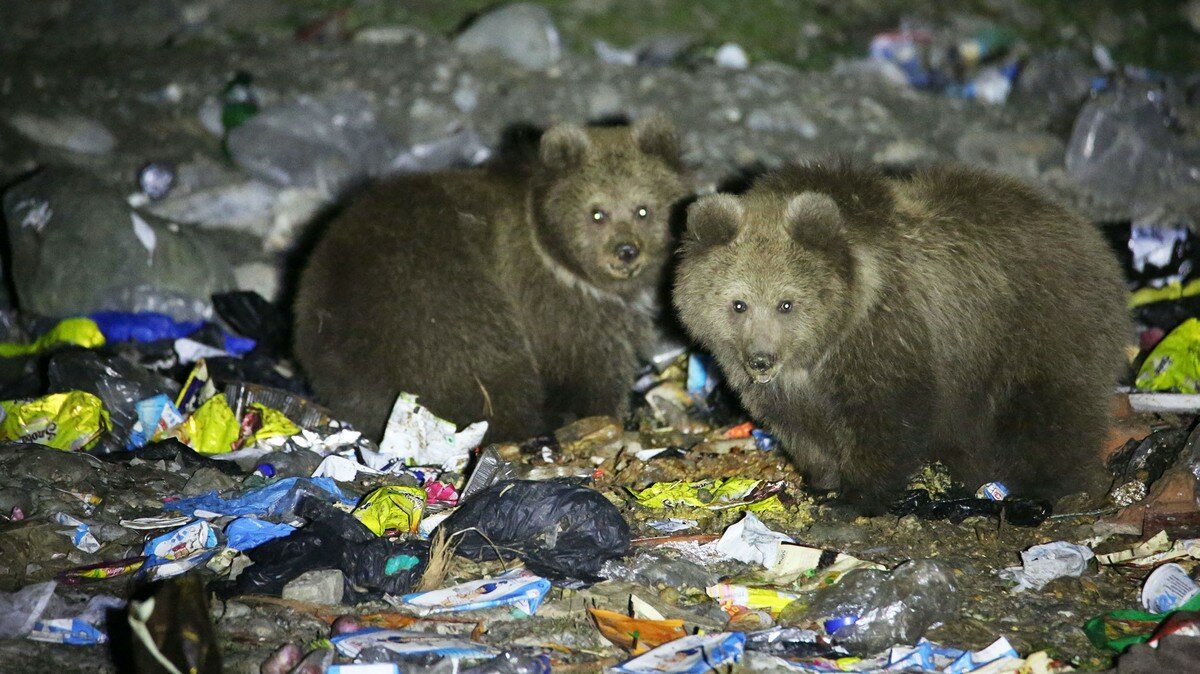 Terancam Punah, Beruang Cokelat Himalaya Mengais Sampah untuk Makan