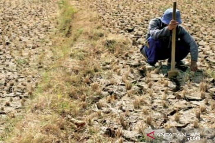 Puncak Kemarau Diprediksi Juli – Agustus 2023, BPBD Bali Merespons - JPNN.com Bali