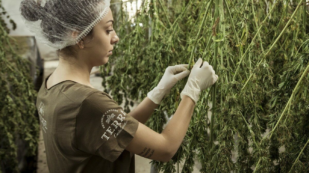 Riset Jelaskan Apakah Ganja Benar-benar Memengaruhi Daya Ingat