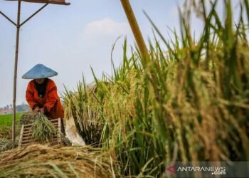 Pengamat UGM: Materi pertanian perlu masuk kurikulum sekolah dasar